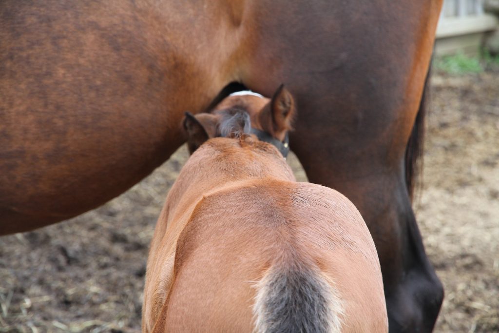 High-Quality Colostrum is vital to foal's health. Here is a foal nursing his mother.
