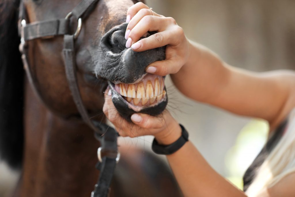 Veterinarian checking a brown horse's teeth.